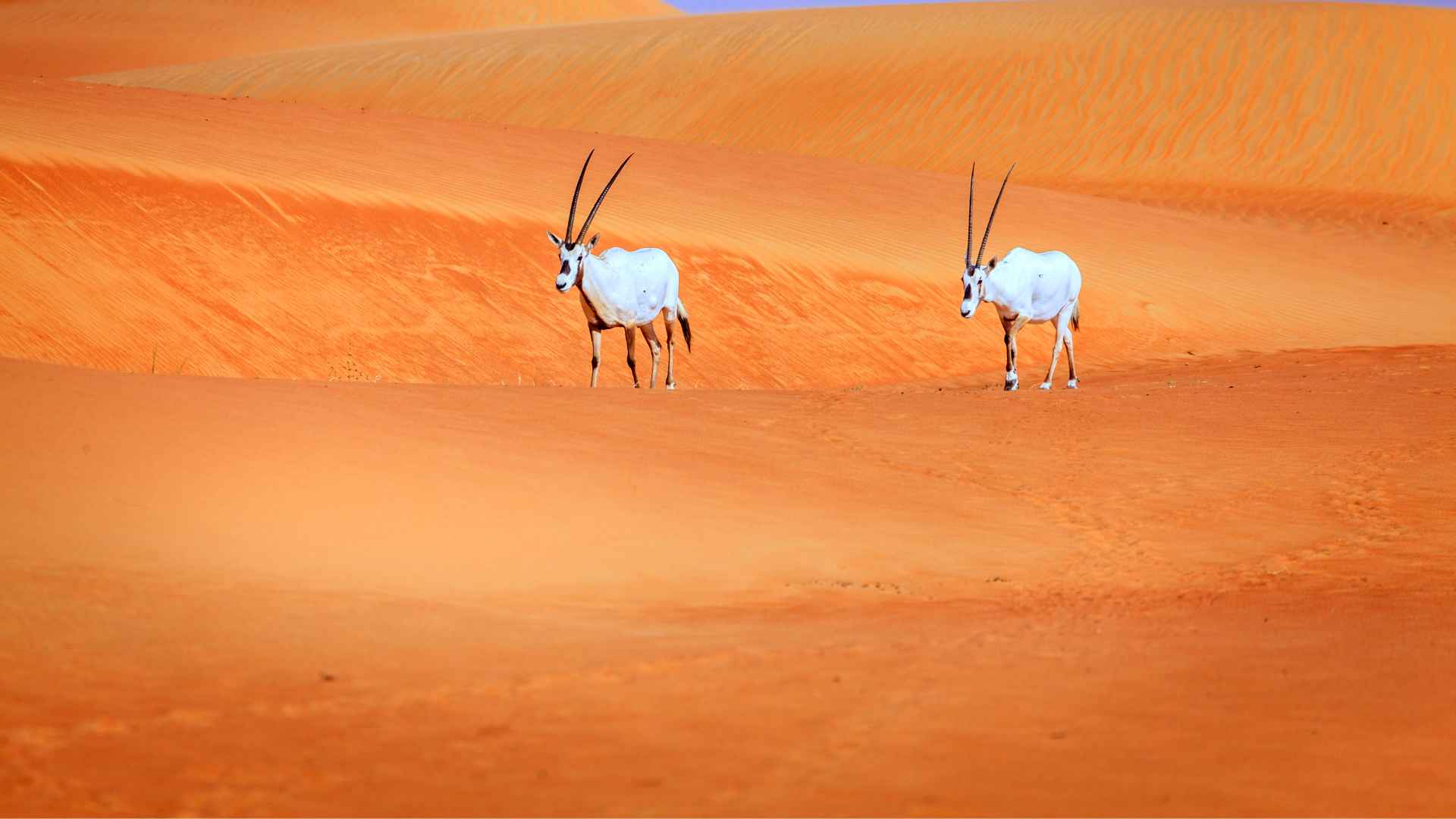 Discover the Fascinating Desert Animals of the UAE