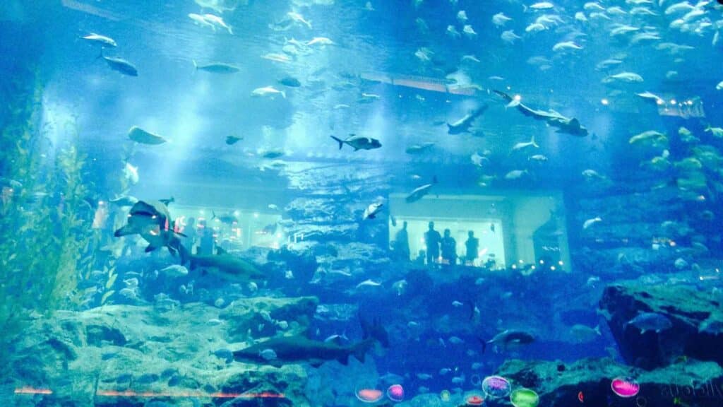 romantic evening in Dubai Aquarium
