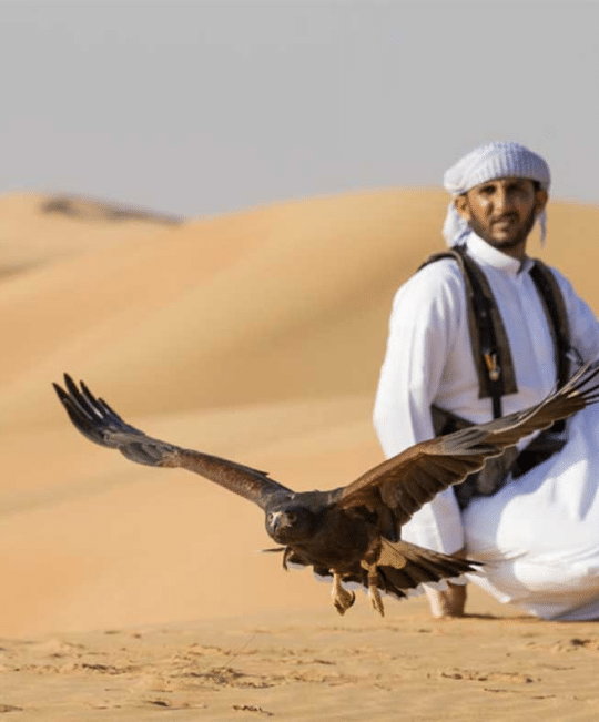 falcon show in bedouin camp
