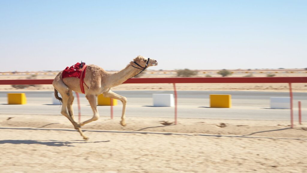 camel race in dubai uae