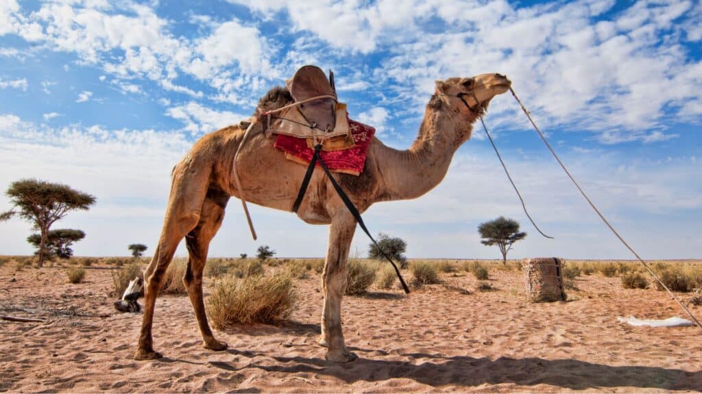 camel in the dessert